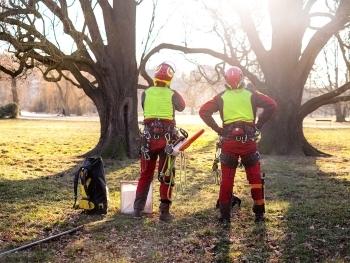 How Tree Health Assessments Can Save Your Trees and Protect Your Property image