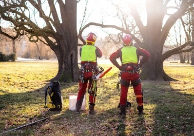 How Tree Health Assessments Can Save Your Trees and Protect Your Property blog image