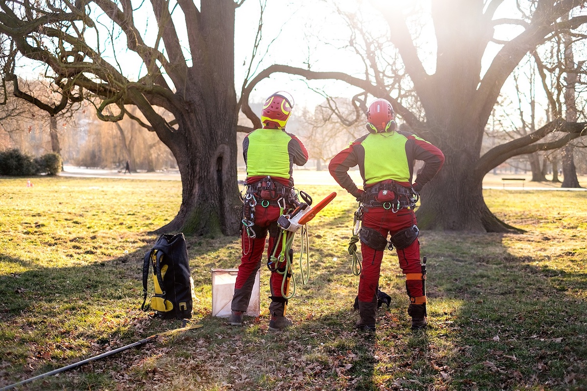 How Tree Health Assessments Can Save Your Trees and Protect Your Property hero image